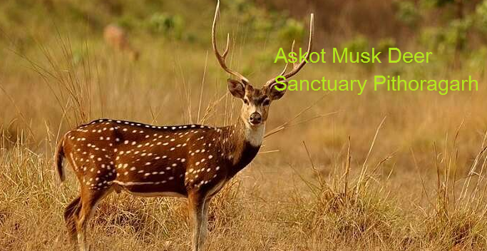 Askot Musk Deer Sanctuary